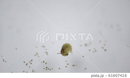 mosquitoes larvae in dirty water and young is born 61607428