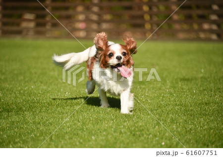 キャバリア 61607751