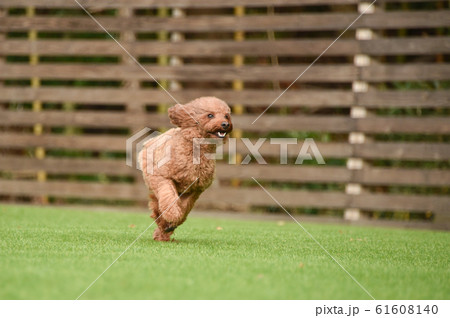 トイプードル 61608140