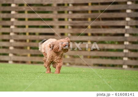 トイプードル 61608141