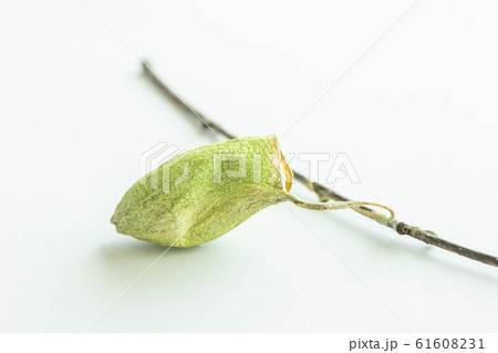 ヤママユガの蛹 ヤママユガの蛹 61608231