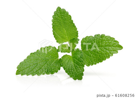 Bunch of lemon balm or melissa plant isolated 61608256