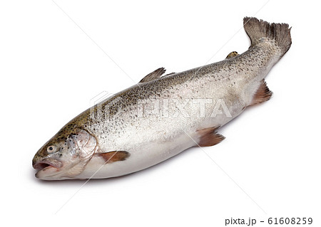 Fresh salmon fish isolated on white 61608259