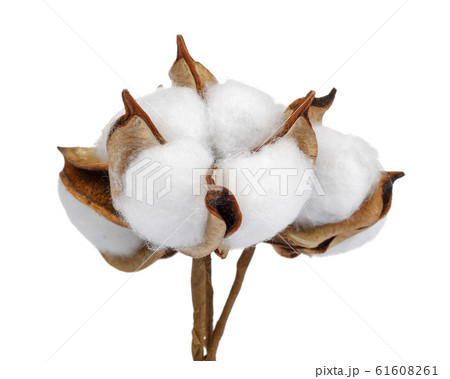 Cotton boll isolated on white background 61608261