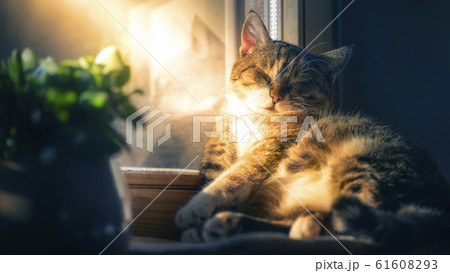 sleepy cat lying on the windowsill in golden sunshine 61608293