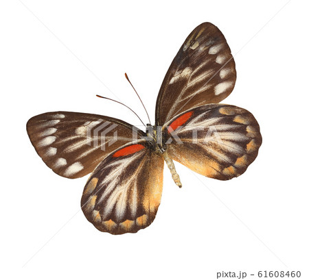 The red-spot Jezebel (Deliias descombesi) 61608460