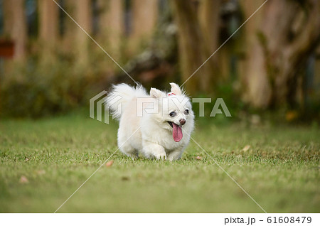 チワワ チワワ 61608479