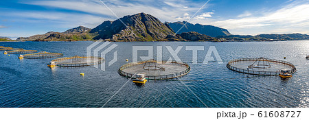 Farm salmon fishing in Norway Farm salmon fishing in Norway 61608727