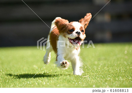 キャバリア 61608813