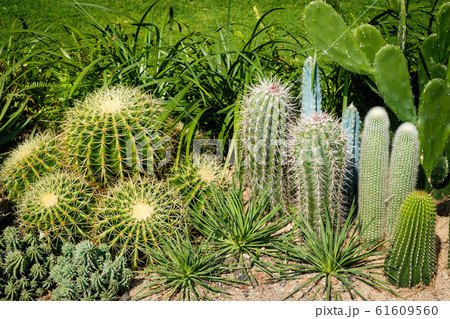 Cactus garden, mixed little cacti outdoor - 61609560
