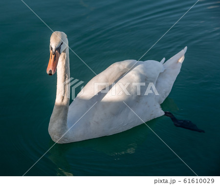 white swan portrait in the high seas 61610029