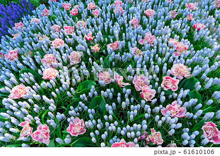 Muscari and tulips flowers 61610106