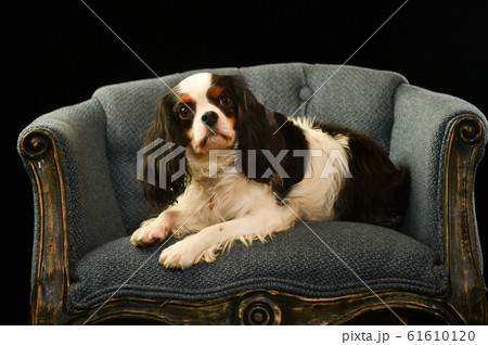 キャバリア 61610120