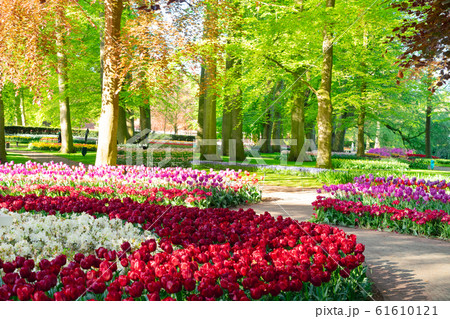 fresh lawn with flowers 61610121