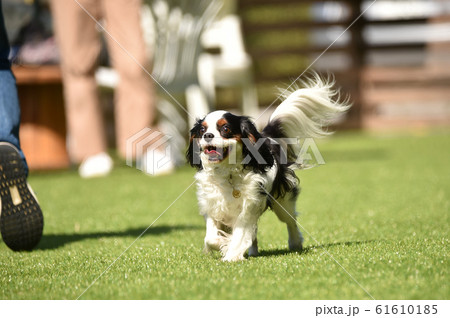 キャバリア 61610185