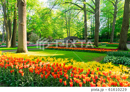 fresh lawn with flowers fresh lawn with flowers 61610229