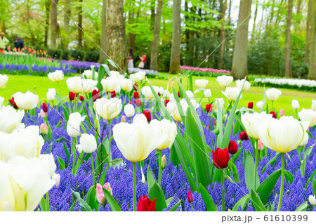 Tulips and bluebells Tulips and bluebells 61610399