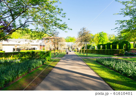 fresh lawn with flowers 61610401