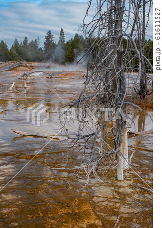 Yellowstone National Park in Wyoming 61611527