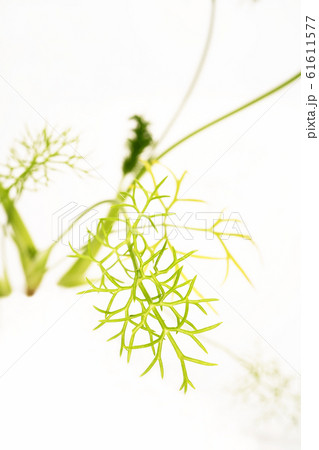 フェンネル 61611577