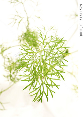 フェンネル 61611579