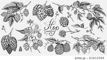 Hops and Barley. Malt Beer. Engraved vintage set. Hand drawn collection. Sketch for web or pub menu 61612094