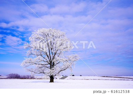 樹氷に覆われたハルニレの木　"豊頃町" 61612538