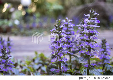 庭に咲いたアジュガ 庭に咲いたアジュガ 61612562