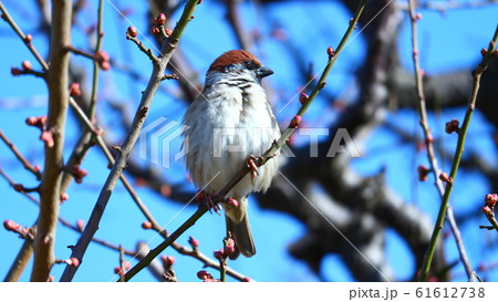 大阪城公園 大阪城公園 61612738