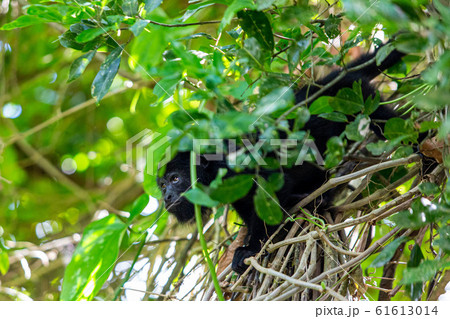 Black howler monkey in the jumgle forest 61613014