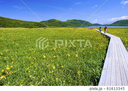 夏の雄国沼と木道1 夏の雄国沼と木道1 61613345