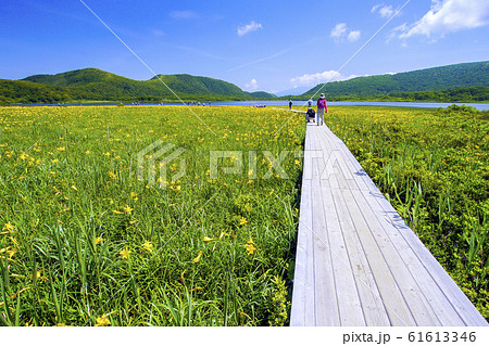 夏の雄国沼と木道2 夏の雄国沼と木道2 61613346