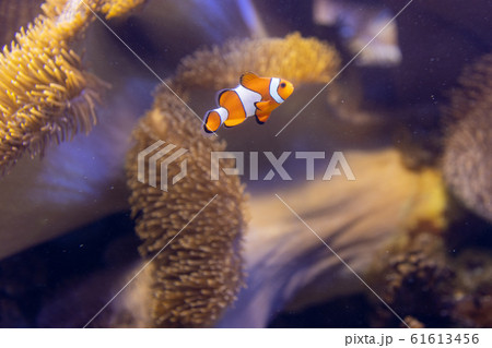 イソギンチャクと共棲するカクレクマノミ 61613456
