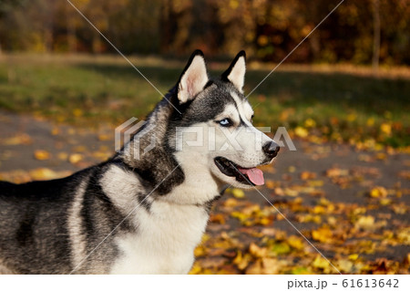 Portrait of a Siberian Husky dog outdoors.copy Portrait of a Siberian Husky dog outdoors.copy 61613642