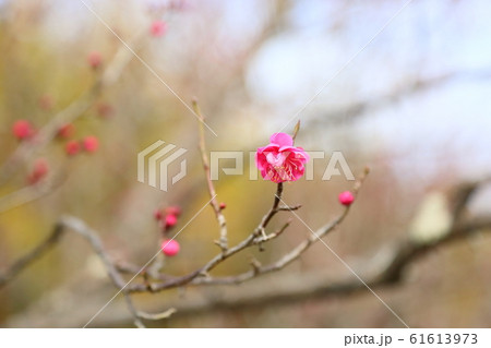 紅梅一輪 61613973