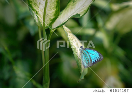 Blue Morph butterfly resting on a green leaf 61614197
