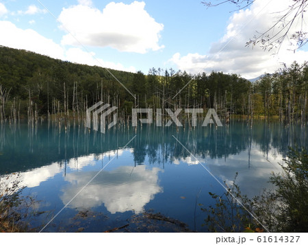 美瑛の青い池 61614327