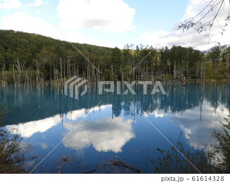 美瑛の青い池 61614328