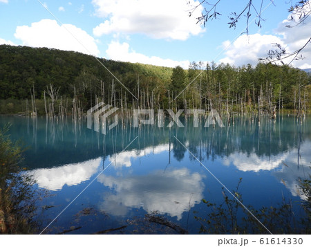 美瑛の青い池 61614330