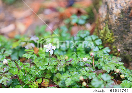 バイカオウレンの花 バイカオウレンの花 61615745