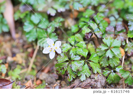 バイカオウレンの花 61615746