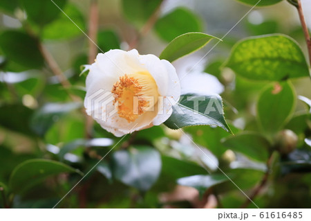 ツバキの花　かもほんなみ 61616485