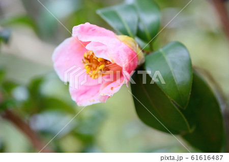 ツバキの花　ふくりんあきのやま 61616487