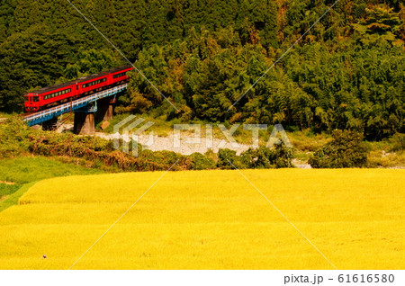 黄金に色付いた稲穂とAROUND THE KYUSHU色となった特急ゆふ 61616580