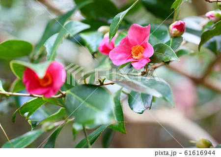 ツバキの花 あかわびすけの写真素材