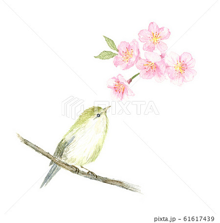ウグイスと桜 水彩イラストのイラスト素材