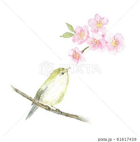 ウグイスと桜 水彩イラストのイラスト素材 61617439 Pixta