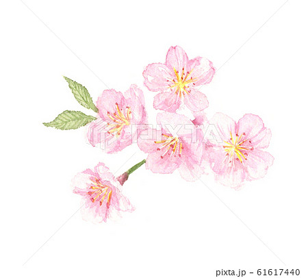 桜 水彩イラストのイラスト素材 61617440 Pixta