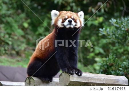レッサーパンダ　西山動物園 61617443