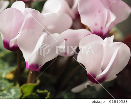 シクラメンの花のアップ 61619583